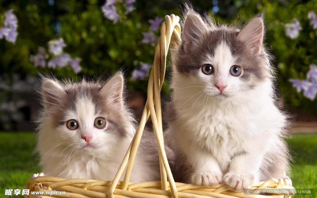 猫咪