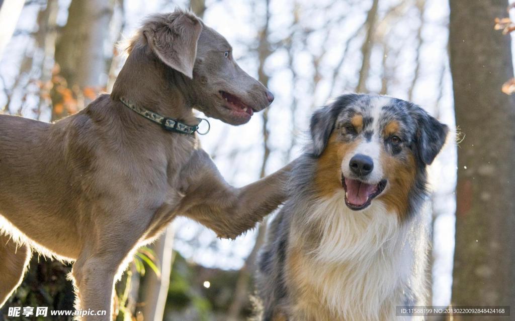 魏玛犬