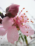二月桃花