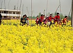 油菜花