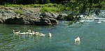 春江水暖