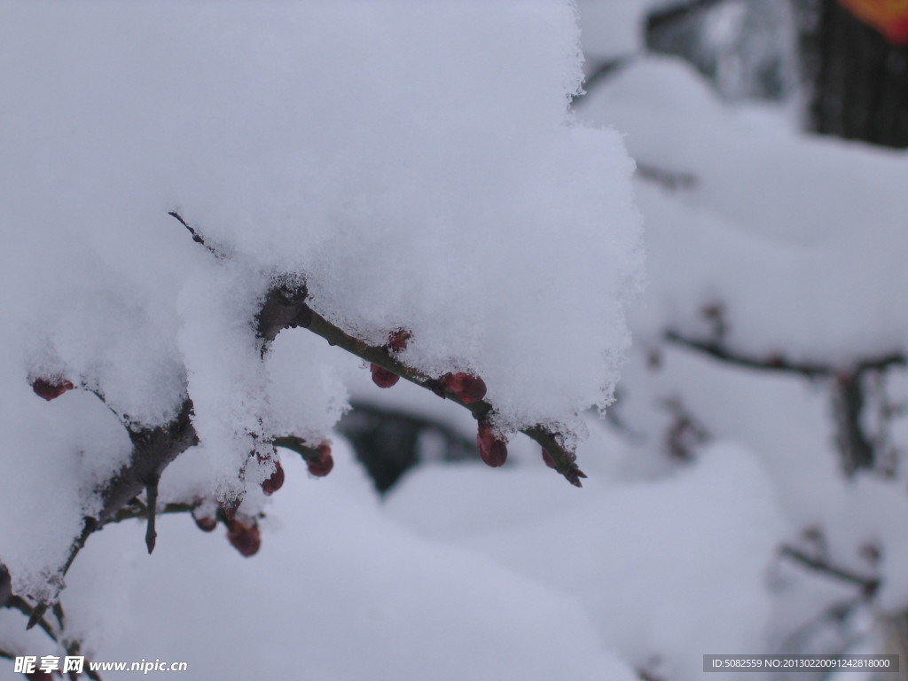 红梅雪景二