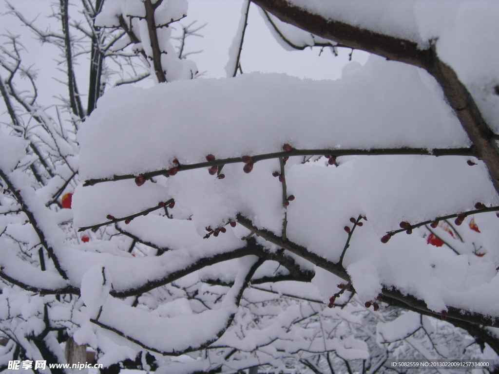 红梅雪景