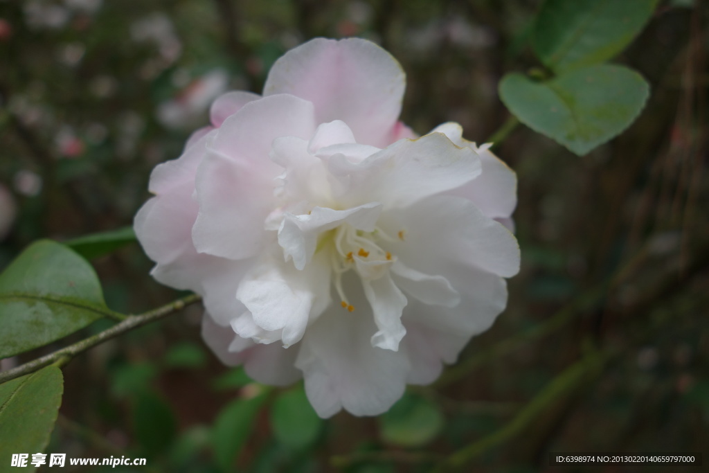 茶花 香椿