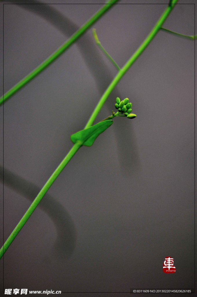 油菜花