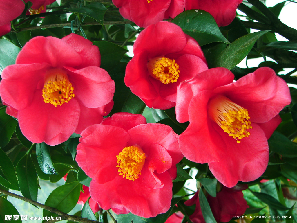 茶花