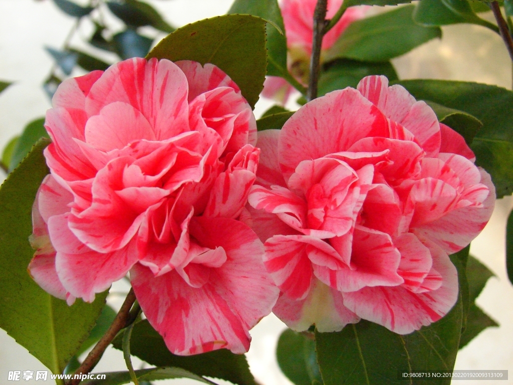 茶花