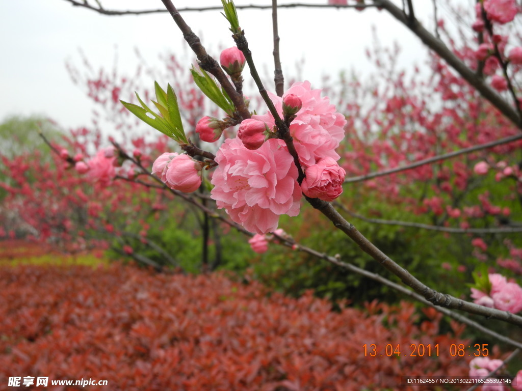 桃花