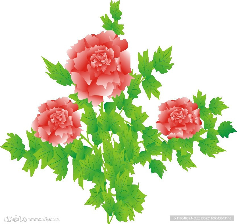 红牡丹花