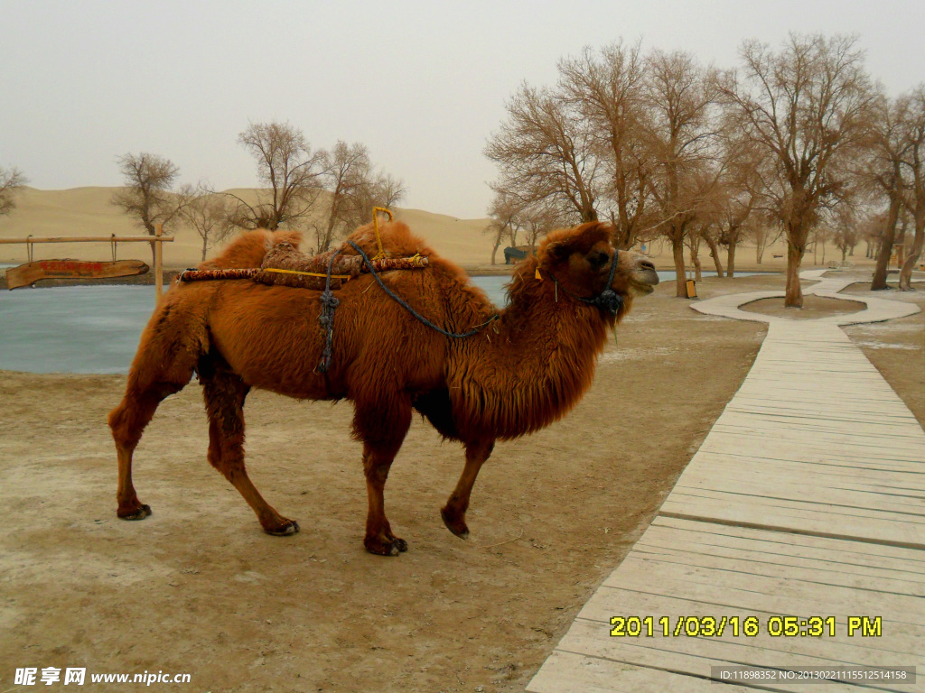 行走的骆驼和胡杨