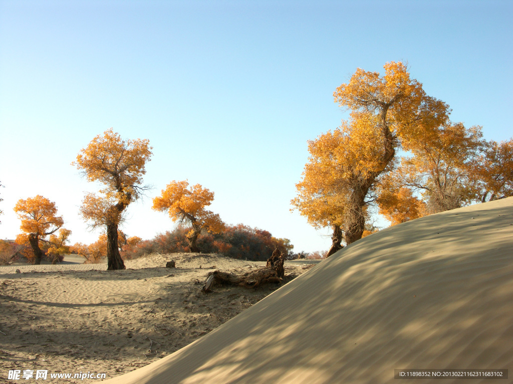 沙丘旁的胡杨树