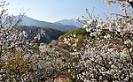 新丰樱花峪