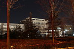 月夜雪松