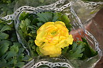 花毛茛