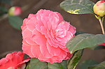 山茶