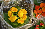 蒲包花