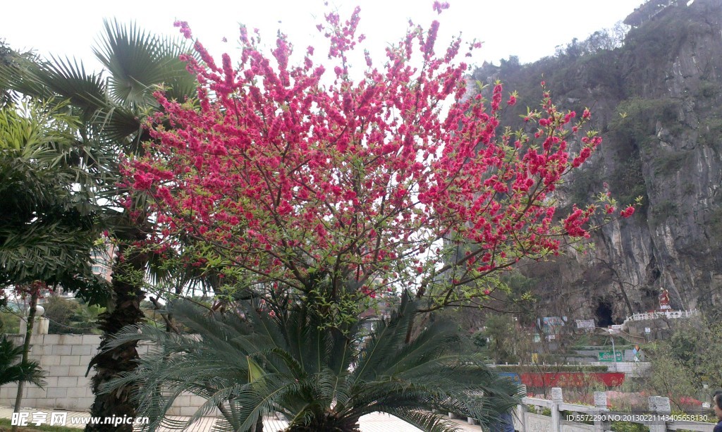 桃花
