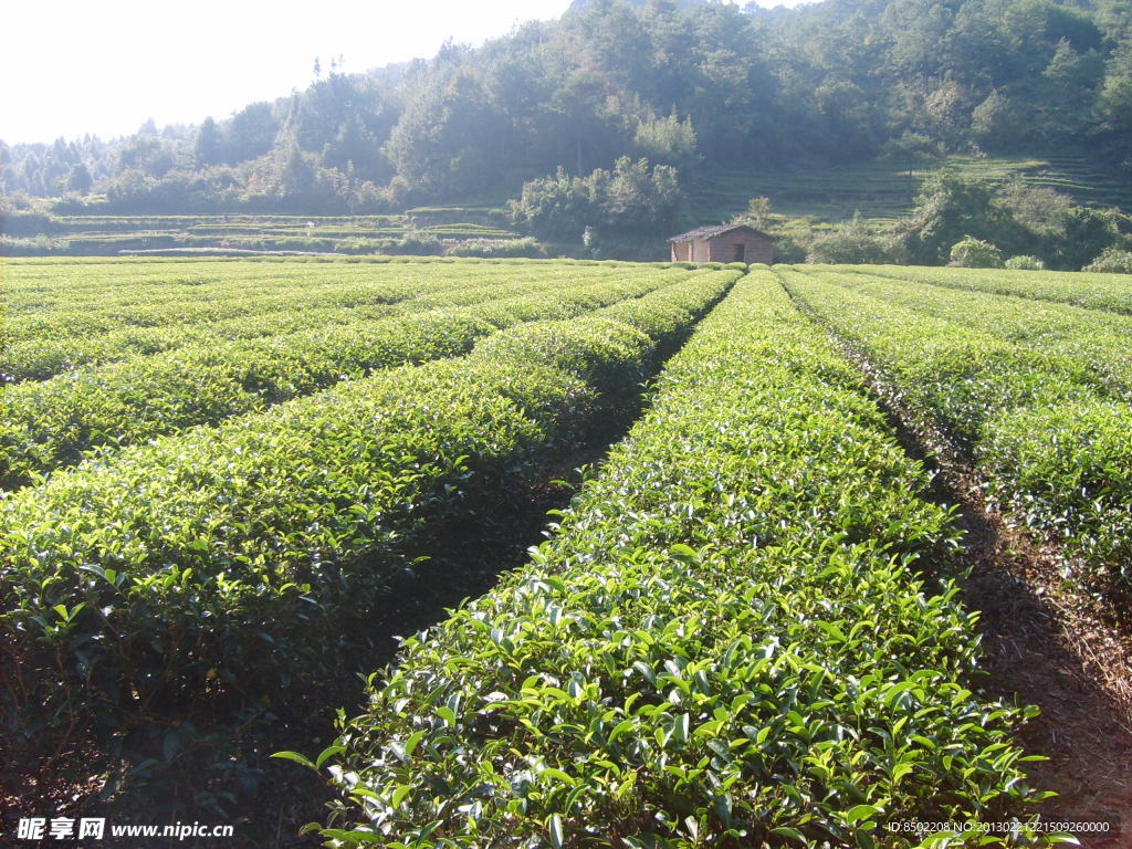 大红袍茶树