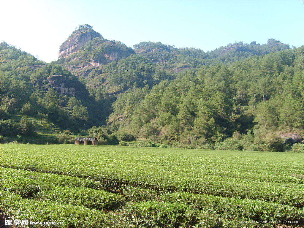 大红袍 茶园