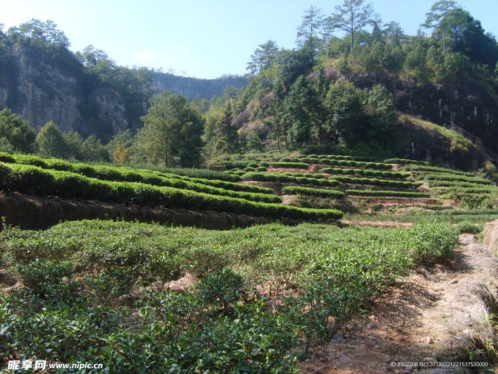 大红袍茶山