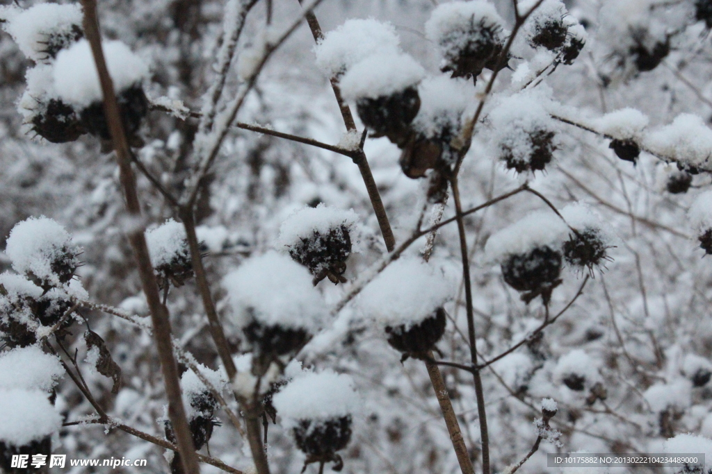 雪中花