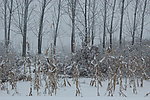 真实的农田雪景