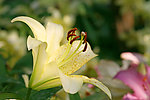 百合
