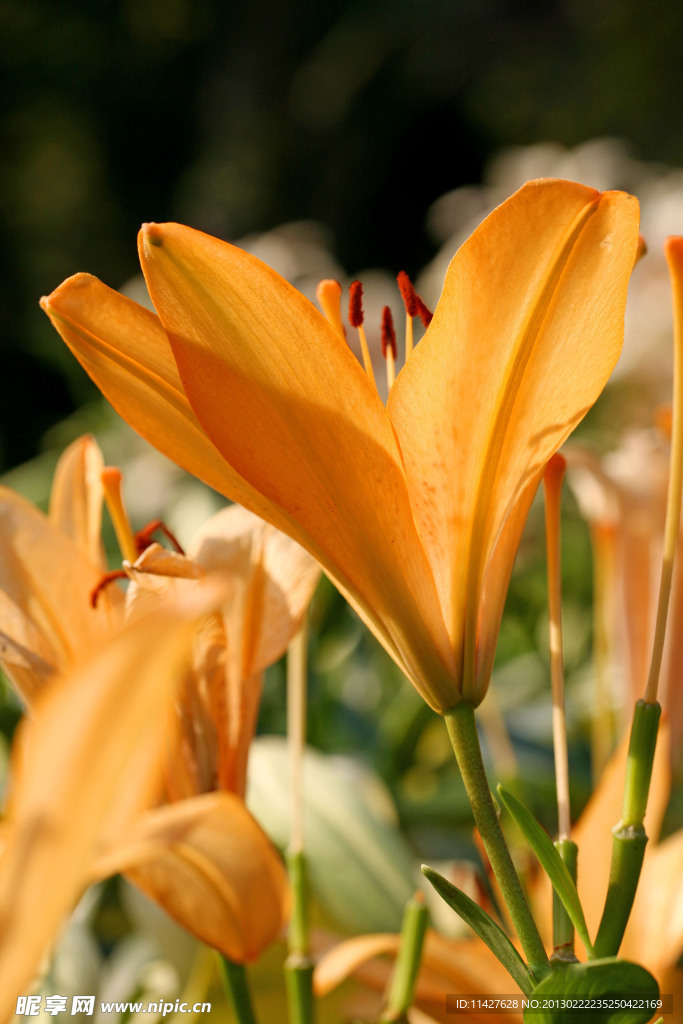 百合花