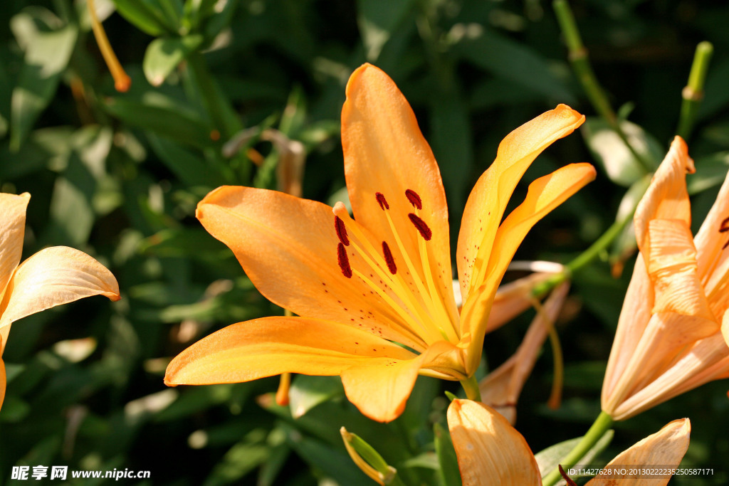 百合花