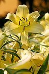 百合花