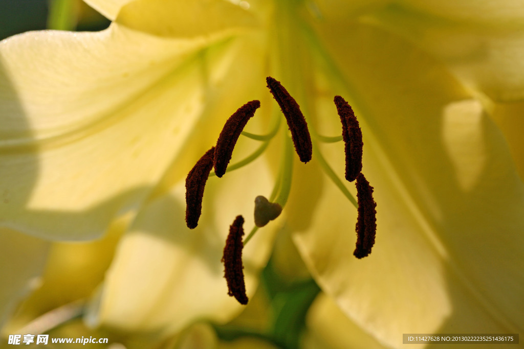 百合花