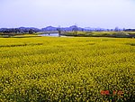 油菜花