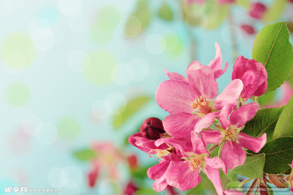 苹果花