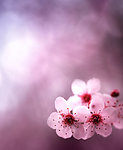 梦幻桃花
