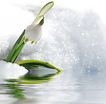 待雪草
