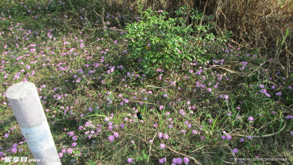 野花