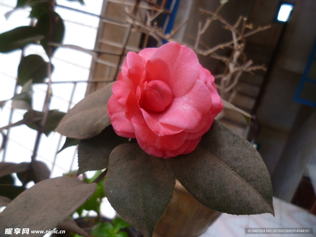 茶花