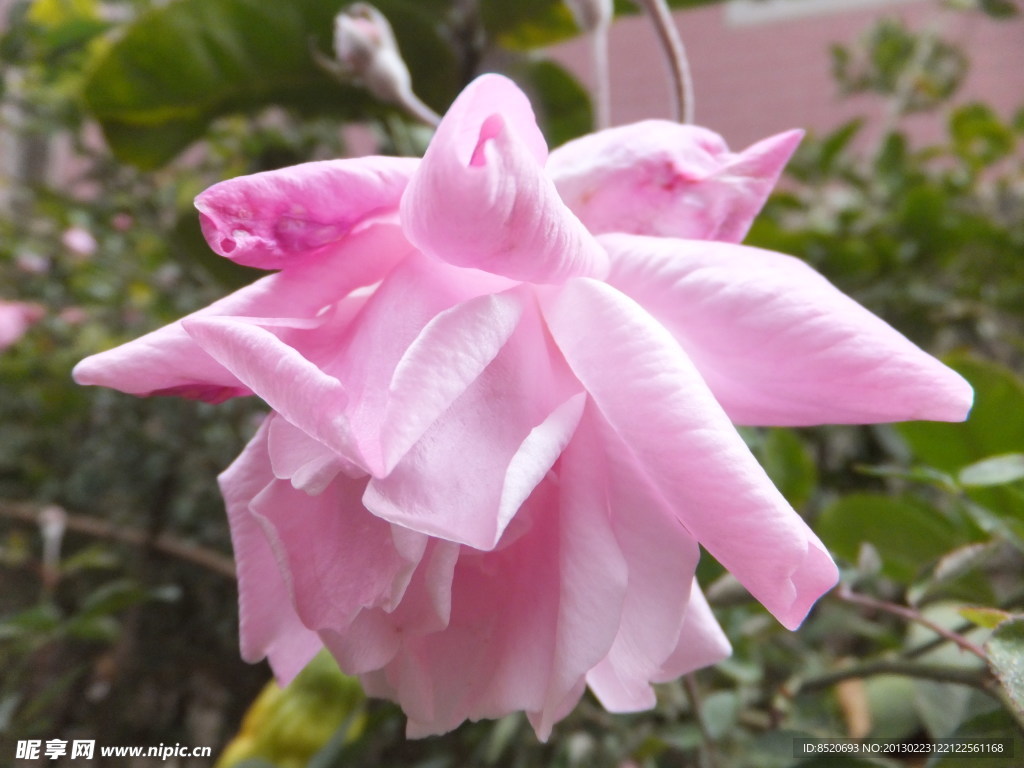 月季花