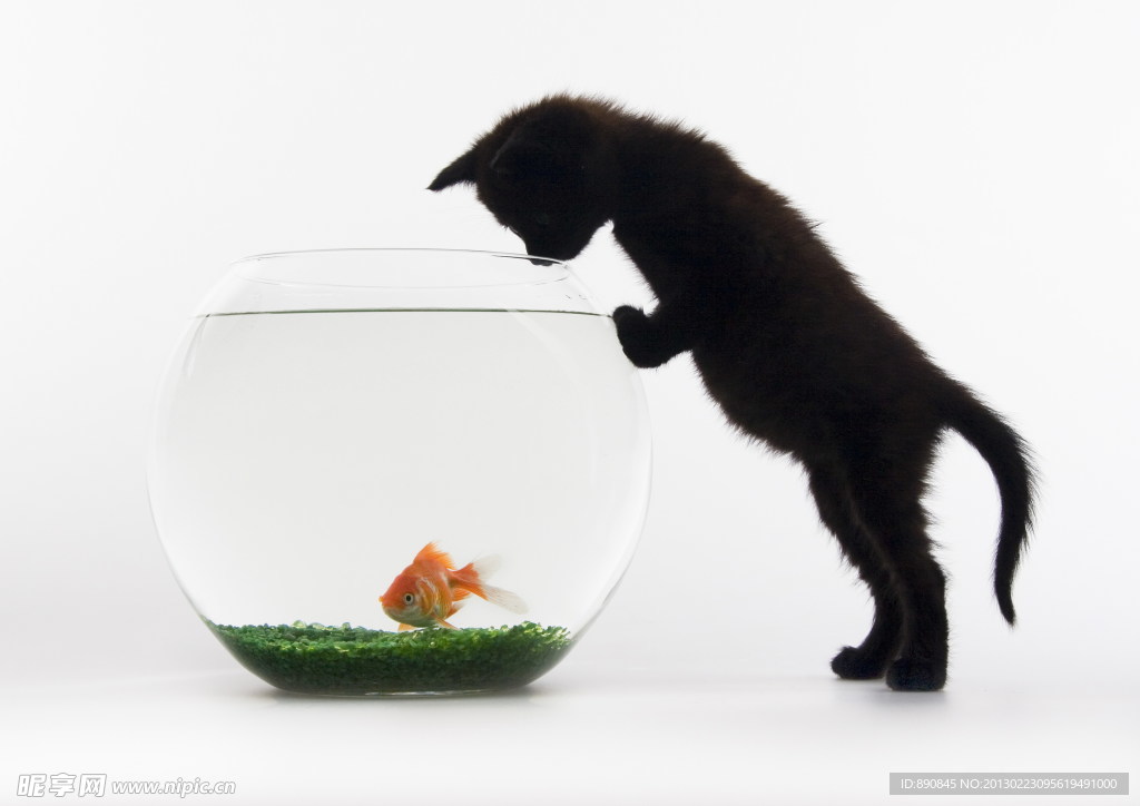 猫咪