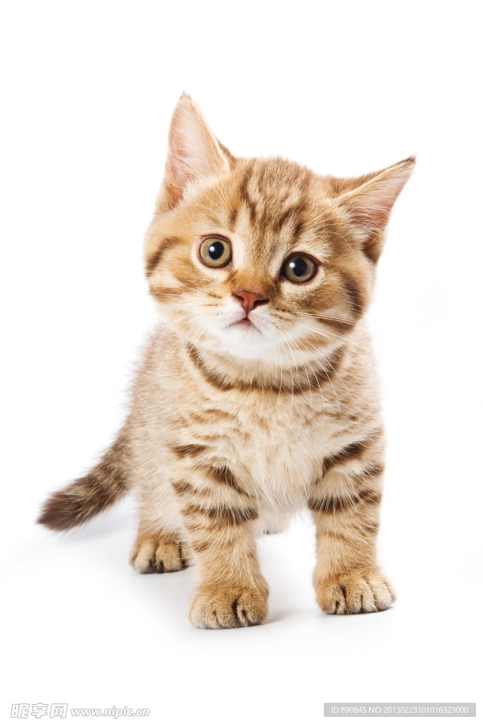 猫咪