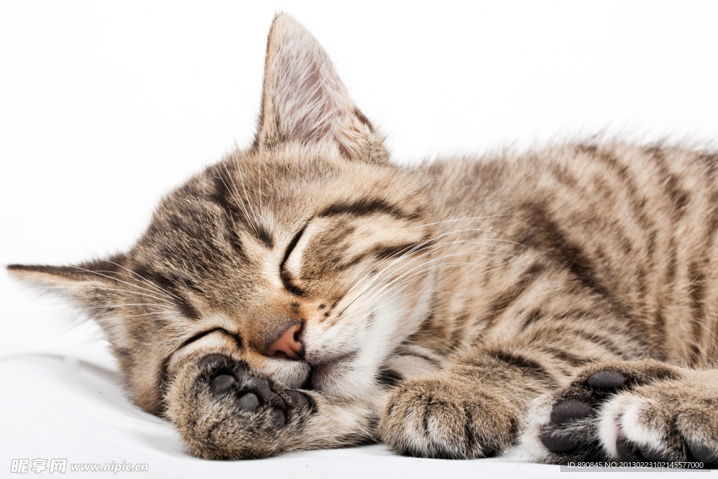 猫咪