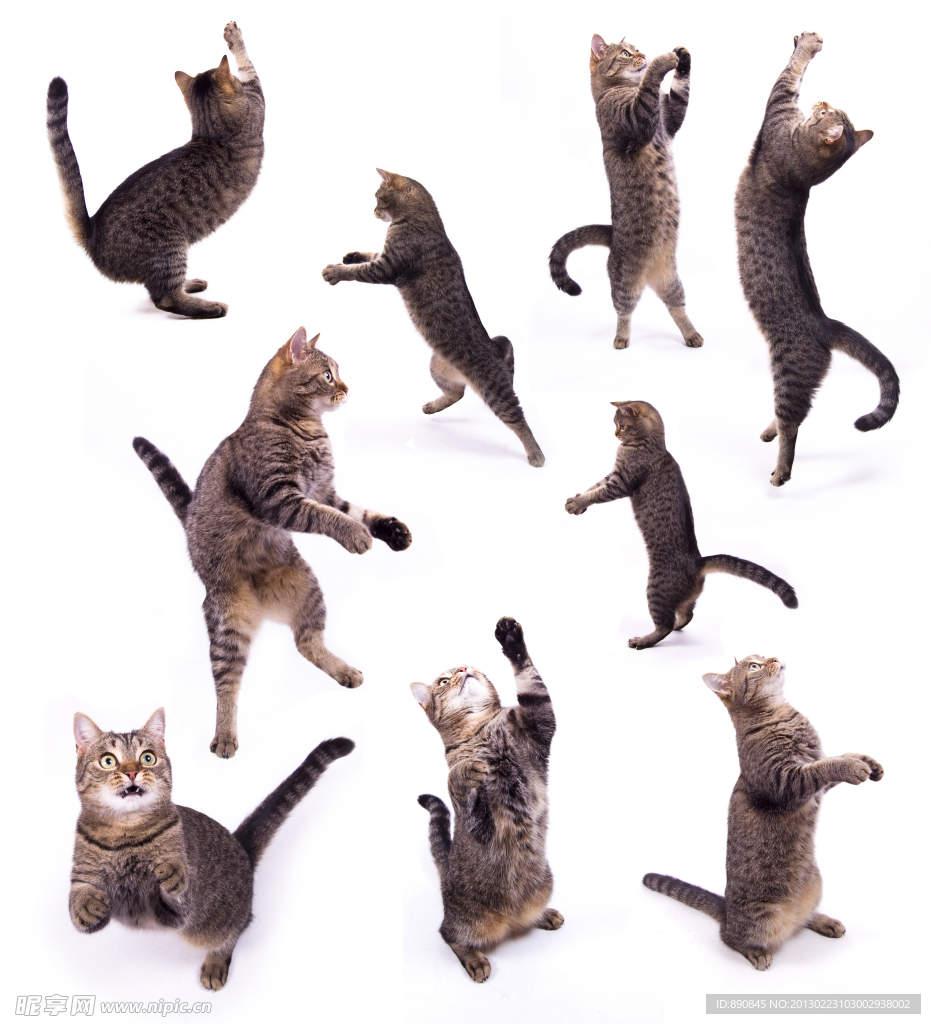 猫咪