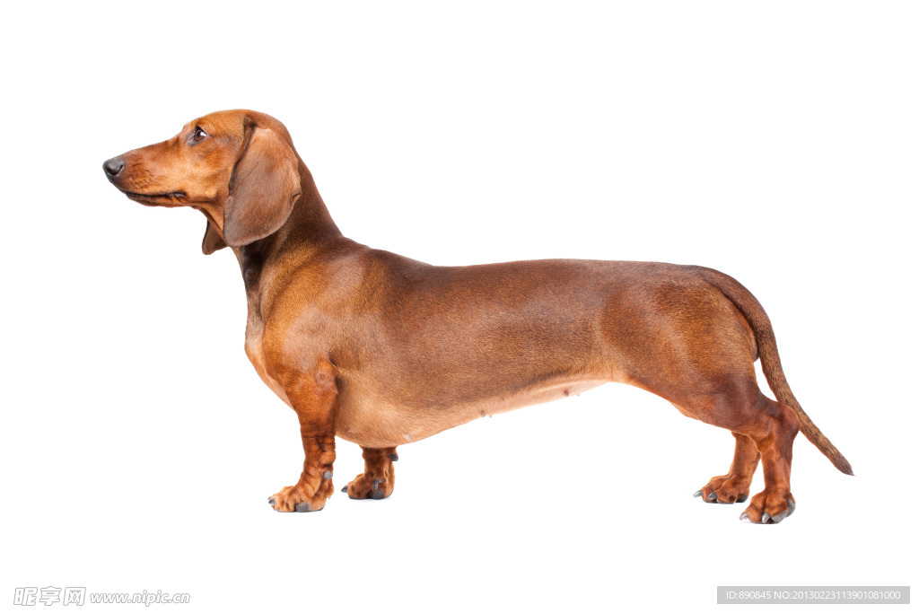 德国牧羊犬