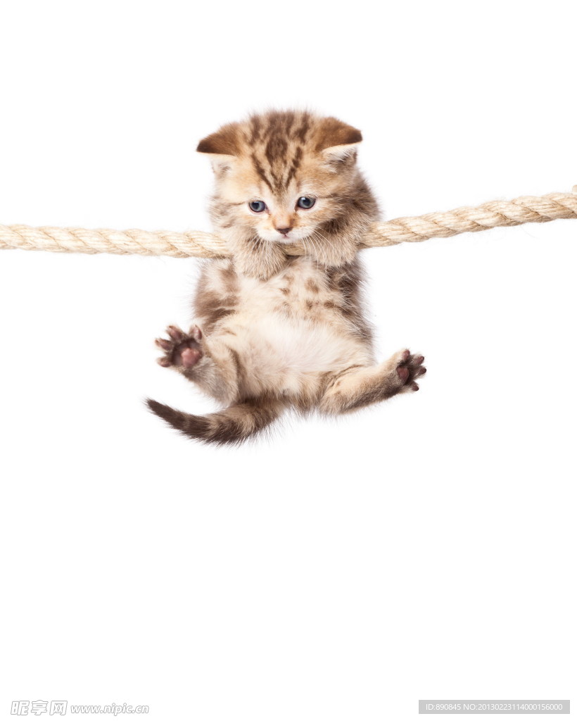猫咪