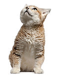 猫咪