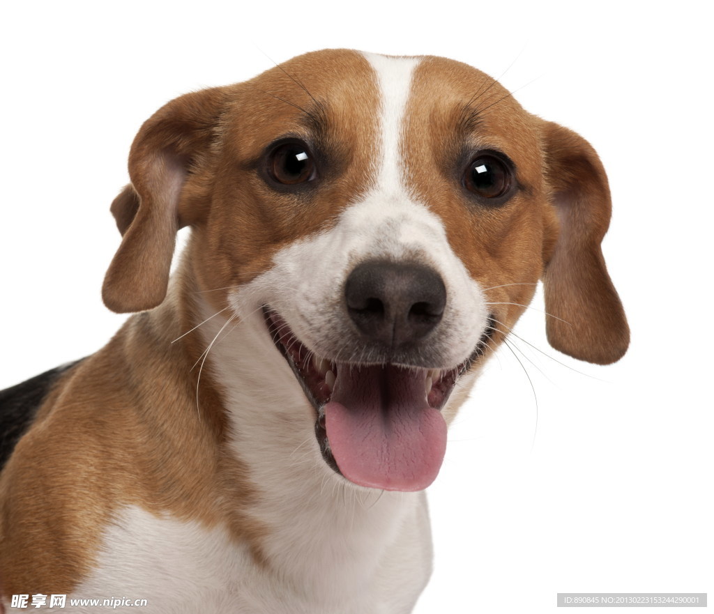 拉布拉多猎犬