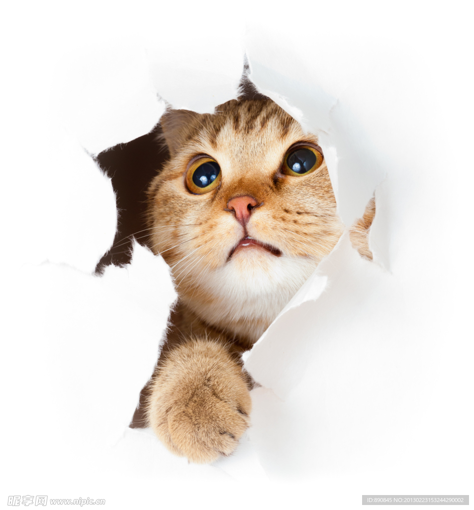 猫咪