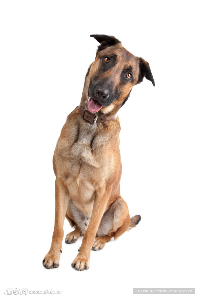 拉布拉多猎犬