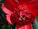 红茶花和蜜蜂