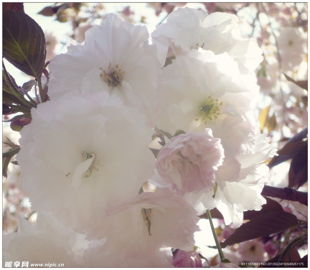 银色樱花